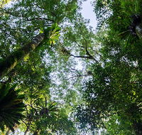 Botanic walk - Travel Search