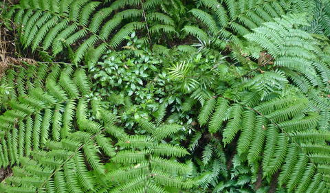 Walk With The Birds Boardwalk - Travel Search 2