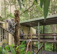Daisy Hill Koala Centre - Tourism Guide