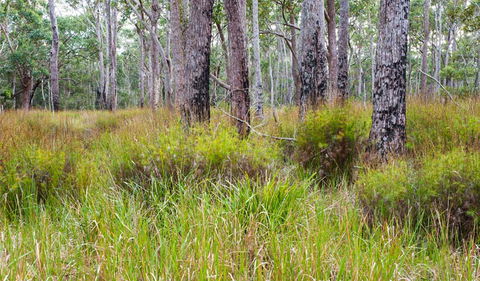 Narrawallee Inlet Walking Track - Tourism Guide 0