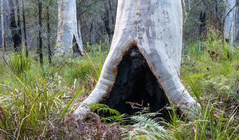 Narrawallee Inlet Walking Track - Tourism Guide 2