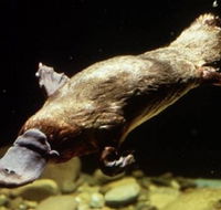Platypus Pool - Tourism Guide