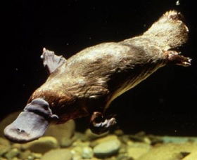 Platypus Pool - Tourism Guide 0