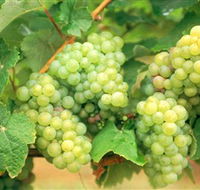 Red Tail Wines - Travel Search