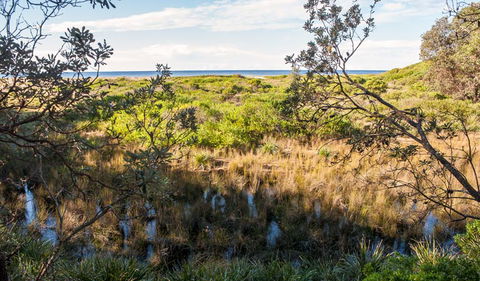 Burrawang Track - Conjola Beach To Buckleys Point - Tourism Guide 1
