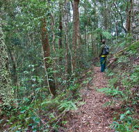 Blackbutt walking track - Travel Search