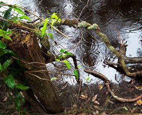Mogo Bushwalk - Tourism Guide 0