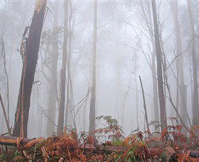 Mogo Bushwalk - Tourism Guide 1