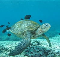 Flinders Reef Dive Site - Tourism Guide