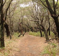 Pretty Beach to Snapper Point walking track - Cruises Travel