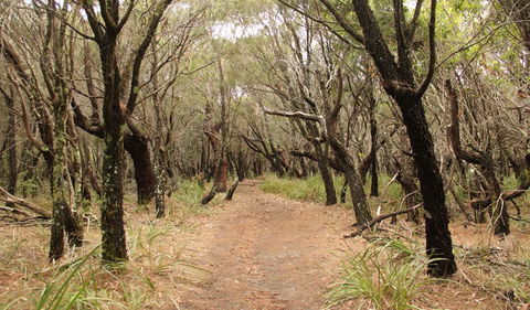 Pretty Beach To Snapper Point Walking Track - Cruises Travel 0