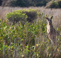 Murramarang Aboriginal Area walking track - Tourism Guide