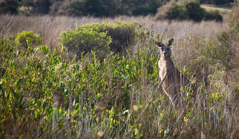 Murramarang Aboriginal Area Walking Track - Tourism Guide 0