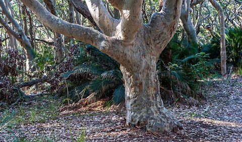 Myrtle Beach Walking Track - Tourism Guide 1