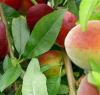 Fruit Salad Tree Company - Tourism Guide