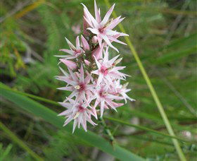Booderee National Park: Green Patch And Telegraph Creek Walking Tracks - Tourism Guide 5