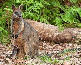 Booderee National Park: Green Patch And Telegraph Creek Walking Tracks - Tourism Guide 7