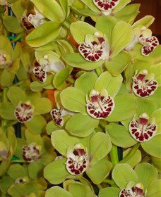 Tinonee Orchid Nursery - Tourism Guide 1
