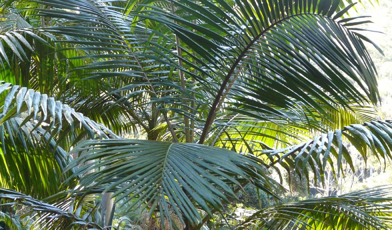 Brooklana NSW Tourism Guide