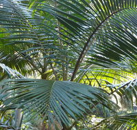 Bangalore Falls walking track - Tourism Guide