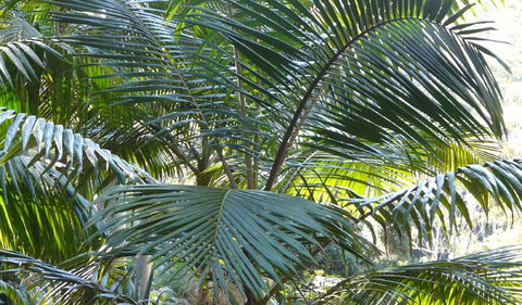 Bangalore Falls Walking Track - Tourism Guide 0
