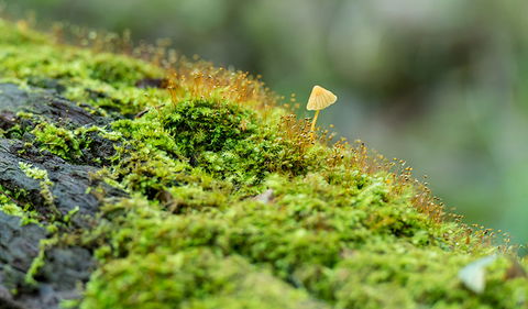 Brimbin Nature Reserve - Tourism Guide 2
