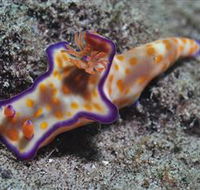 Curtain Artificial Reef Dive Site - Tourism Guide