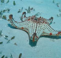 The Pines Dive Site - Tourism Guide