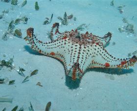 The Pines Dive Site - Cruises Travel 0