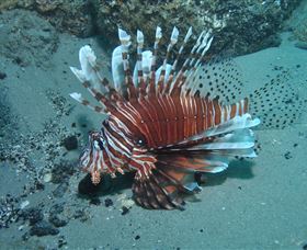 The Pines Dive Site - Cruises Travel 1