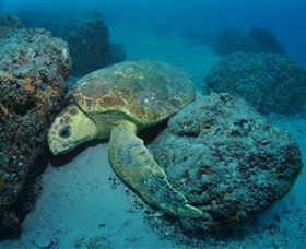 The Pines Dive Site - Cruises Travel 3