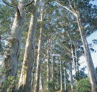 The Great Forest Trees Drive - Tourism Guide
