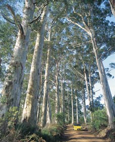 The Great Forest Trees Drive - Tourism Guide 0