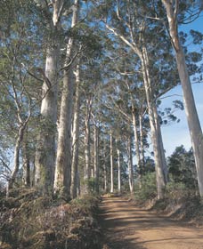 The Great Forest Trees Drive - Tourism Guide 1