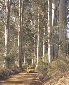 The Great Forest Trees Drive - Tourism Guide 2