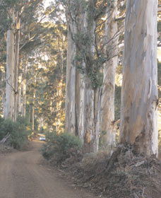 The Great Forest Trees Drive - Tourism Guide 3