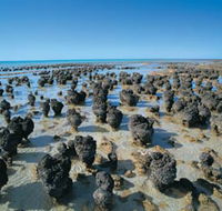 Hamelin Pool Stromatolites - Tourism Guide