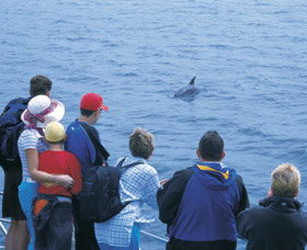 Dolphin Discovery Centre - Tourism Guide 3