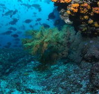 Henderson Rock Dive Site - Tourism Guide