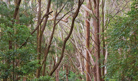 Ulidarra National Park - Tourism Guide 1