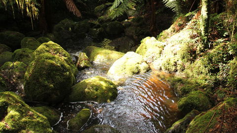 South East Forests National Park - Tourism Guide 0