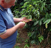 Wombah Coffee Plantation - Tourism Guide