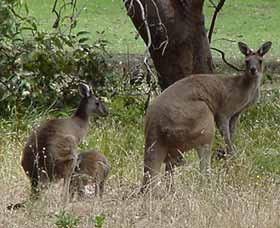 Capel Golf Club - Tourism Guide 2