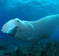 Manta Bommie Dive Site - Tourism Guide