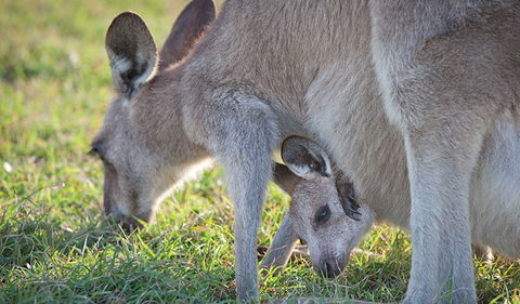 Moonee Beach Nature Reserve - Travel Agents 2