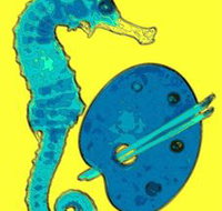 Woolgoolga Art Gallery - Travel Agents