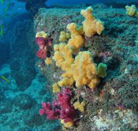 Shag Rock Dive Site - Tourism Guide
