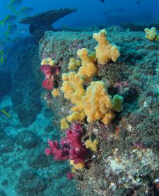 Shag Rock Dive Site - Cruises Travel 0