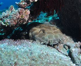 Shag Rock Dive Site - Cruises Travel 3