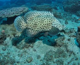 Shag Rock Dive Site - Cruises Travel 2